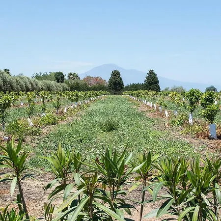Tenuta San Calogero App Rosmarino Agnone Bagni